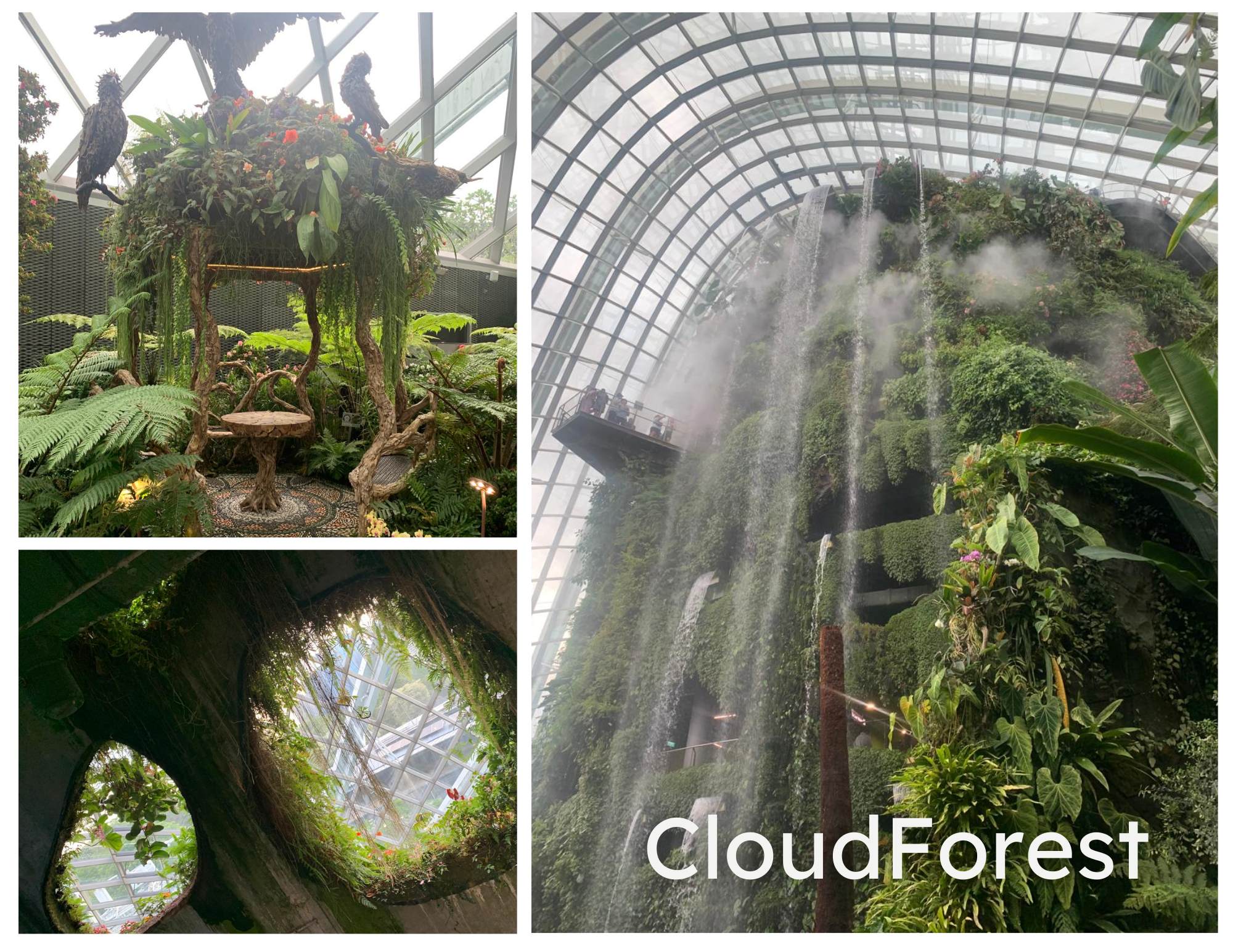CloudForest Waterfall