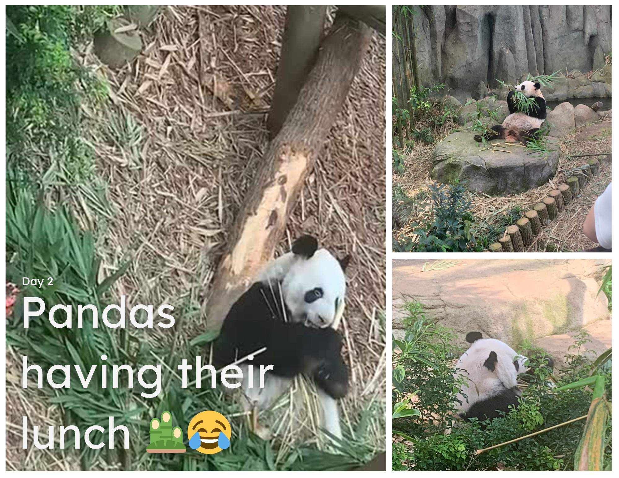 Pandas Having Lunch