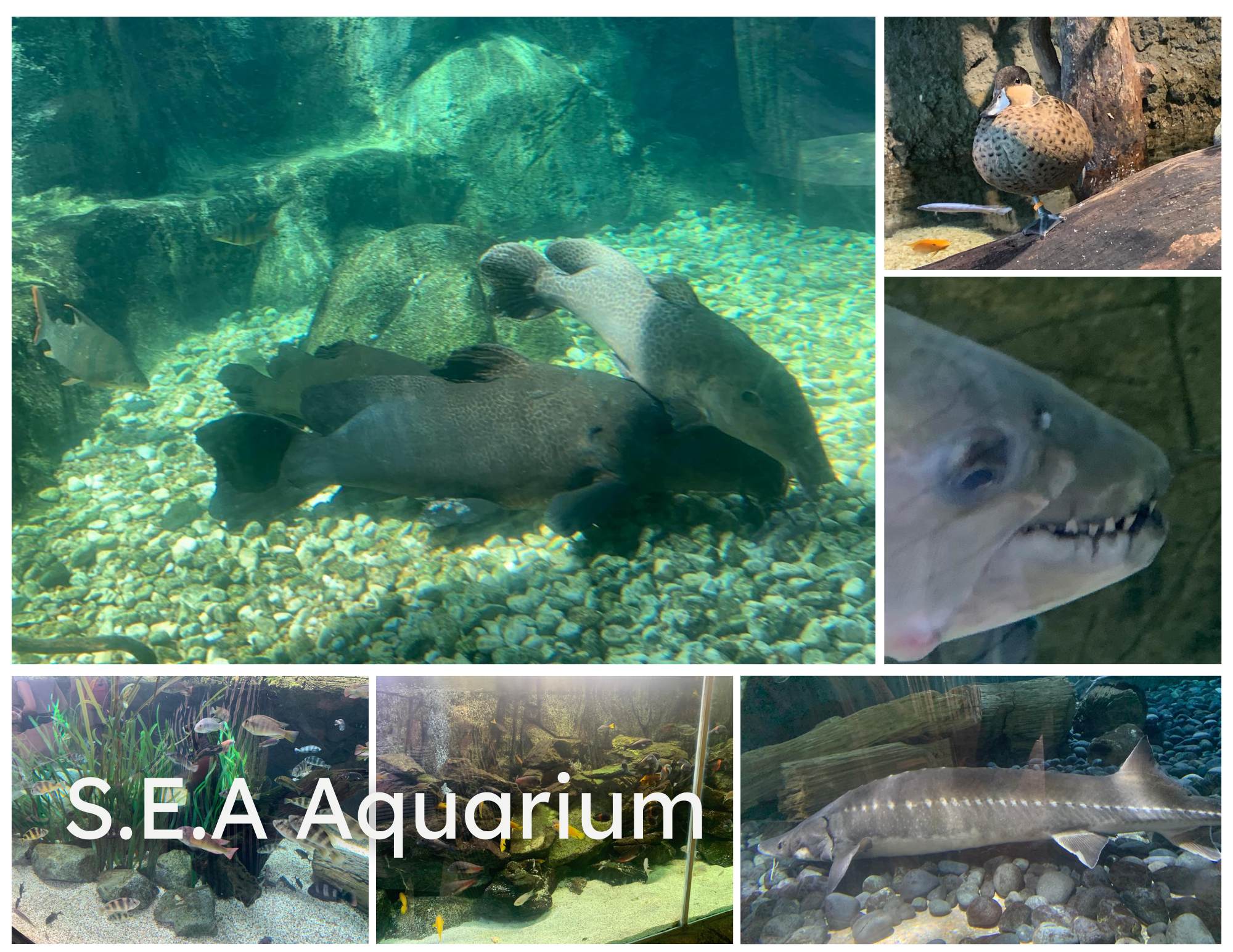 S.E.A Aquarium
